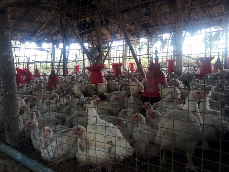 Australia not prepared for outbreak of deadly avian flu: Experts